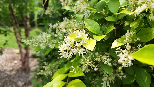 Slow motion video of a Monarch butterfly chased away by a bee. A vivid scene unfolds as a monarch butterfly is hastily chased away by an aggressive bee over a blossoming flower.