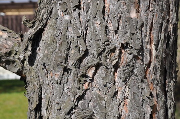 tree texture