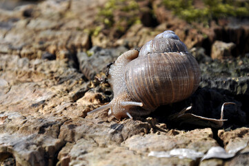 snail