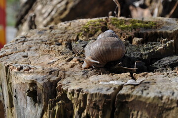 snail on a tree