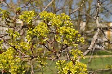 blooming tree