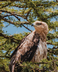 Bateleur Eagle poised in acacia, vibrant against greenery