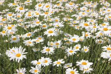 Fototapeta premium daisy flower field full frame background wallpaper floral aesthetic