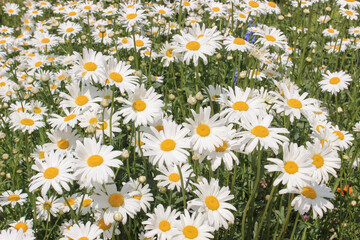 daisy flower field full frame background wallpaper floral aesthetic