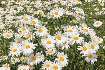 Fototapeta premium daisy flower field full frame background wallpaper floral aesthetic