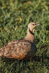 Crowned Lapwing stands alert on Masai Mara grass