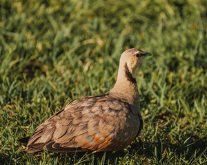 Crowned Lapwing stands alert on Masai Mara grass