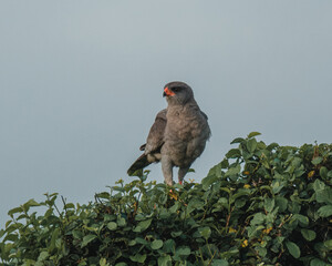 Gabar goshawk perched, keen gaze, Masai Mara