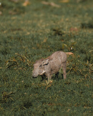Juvenile Warthog moving through Masai Mara grasslands