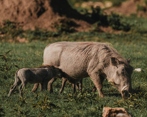 Warthog mother feeding piglet in lush Masai Mara