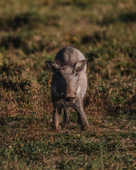 Juvenile Warthog moving through Masai Mara grasslands