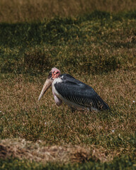 Obraz premium Marabou Stork in grass, striking profile, Masai Mara