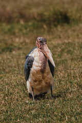 Marabou Stork in grass, striking profile, Masai Mara