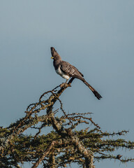 White-bellied go-away bird on acacia in Masai Mara