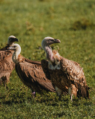 Rüppell's Griffon Vulture close-up, detailed plumage, Masai Mara