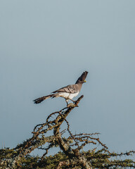 White-bellied go-away bird on acacia in Masai Mara