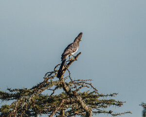 White-bellied go-away bird on acacia in Masai Mara