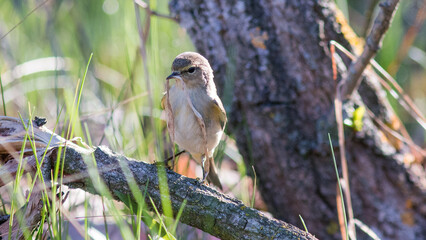 bird on a branch