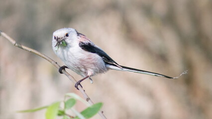 red backed shrike on branch