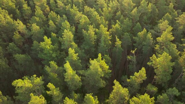 Bottom green forest plants flower nature view tree park morning