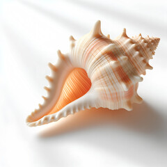 sea shells isolated on white