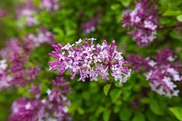 This is a lilac flower that blooms in spring.