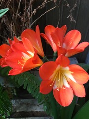 クンシラン〜10年ぶりに咲いたオレンジ色の華って何？〜