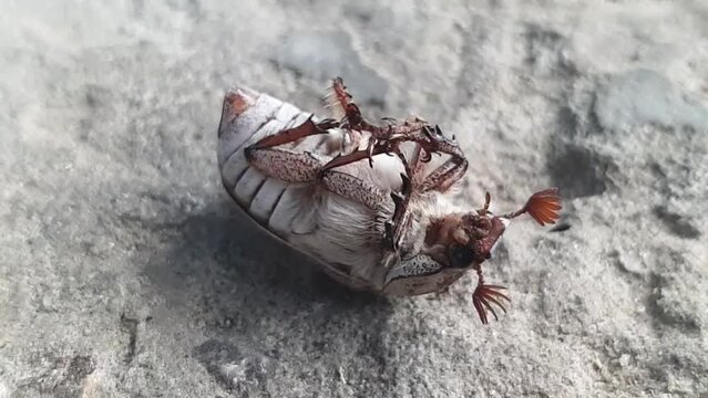 Cockchafer or May bug (Melolontha melolontha).Forest cockchafer is dying. Insect, zoology, entomology, environmental conservation theme. extreme close-up footage.