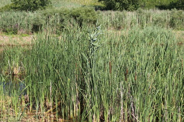 reeds in the water