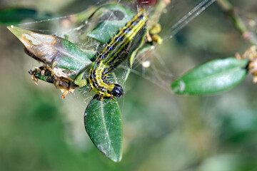 Raupe des Buchsbaumzünsler ( Cydalima perspectalis ) an einem befallenen Buchsbaum ( Buxus...