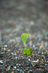 Green sprout growing in stone . new life concept . Vertical shot