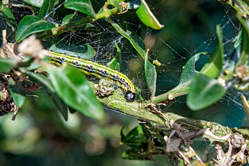 Raupe des Buchsbaumzünsler ( Cydalima perspectalis ) an einem befallenen Buchsbaum ( Buxus...
