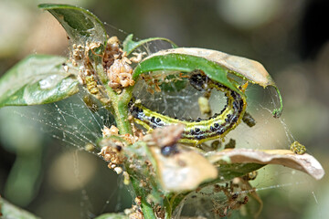Raupe des Buchsbaumzünsler ( Cydalima perspectalis ) an einem befallenen Buchsbaum ( Buxus sempervirens ).