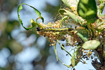 Raupe des Buchsbaumzünsler ( Cydalima perspectalis ) an einem befallenen Buchsbaum ( Buxus sempervirens ).