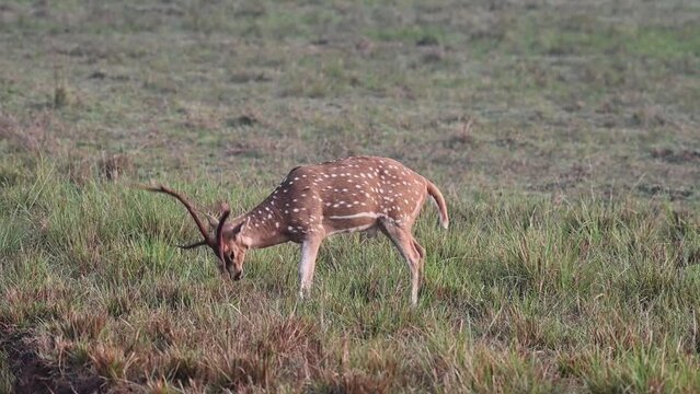 Solitary spotted deer sharpening his antlers in Tadoba national park