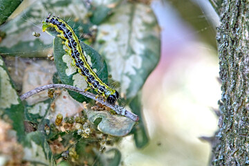 Raupe des Buchsbaumzünsler ( Cydalima perspectalis ) an einem befallenen Buchsbaum ( Buxus sempervirens ).