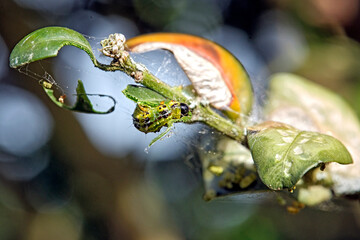 Raupe des Buchsbaumzünsler ( Cydalima perspectalis ) an einem befallenen Buchsbaum ( Buxus...