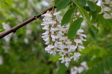 This is a fragrant acacia flower that blooms in spring.