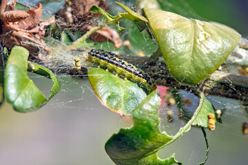 Raupe des Buchsbaumzünsler ( Cydalima perspectalis ) an einem befallenen Buchsbaum ( Buxus...