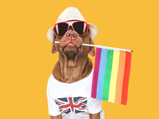 Lovable, pretty dog and Rainbow Flag. Closeup, indoors. Studio shot. Congratulations for family,...
