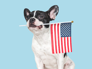 Lovable, pretty dog and American Flag. Closeup, indoors. Studio shot. Congratulations for family, loved ones, relatives, friends and colleagues. Pets care concept