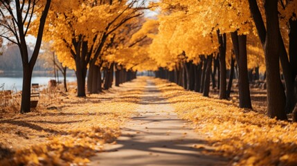 Pathway in the park with yellow autumn leaves