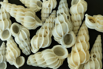 Common wentletrap shells