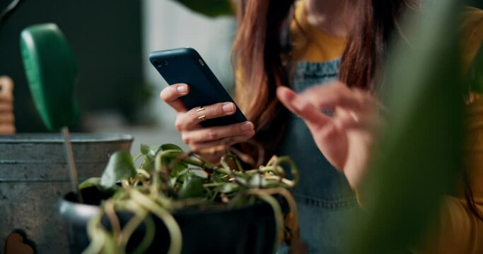 Hands, typing and phone online with gardening problem, research and learning tips for care of leaves. House, monstera and search questions in ai, chat or confused post on web with growth challenge