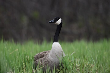 Marais Kingsbury 4 Mai 2024