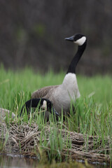 Marais Kingsbury 4 Mai 2024