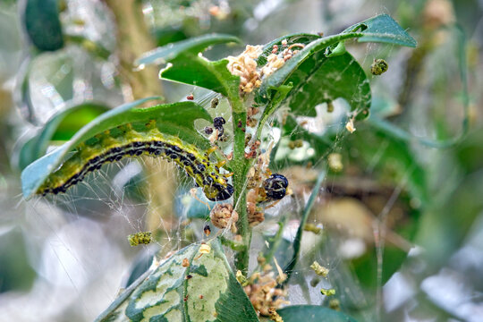 Raupe des Buchsbaumz&uuml;nsler ( Cydalima perspectalis ) an einem befallenen Buchsbaum ( Buxus sempervirens ).
