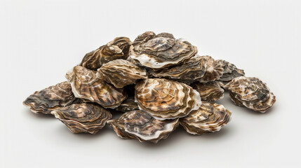Group of fresh European flat oysters isolated on white background. oysters on a white background, promotional presentation of the product