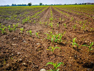 Newborn corn field background, Veneto, Italy