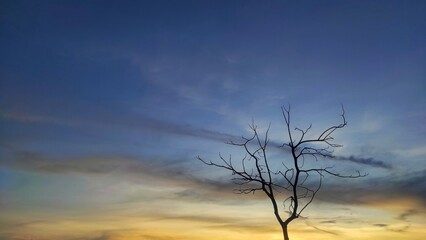 The dry tree without leaves in the park during sunset with dramatic sky